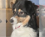 Small Australian Shepherd