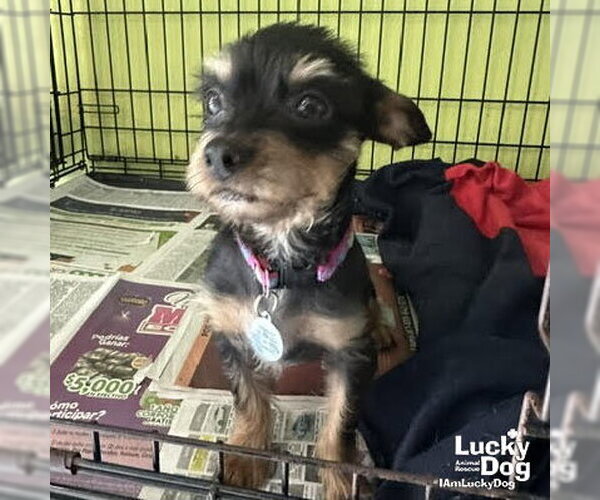 Medium Photo #3 Mutt Puppy For Sale in Washington, DC, USA