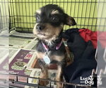 Small #2 Mutt