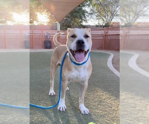 Medium Photo #1 Staffordshire Bull Terrier-Unknown Mix Puppy For Sale in Las Vegas, NV, USA