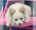 Small #2 Pomeranian