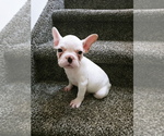 Small Photo #4 French Bulldog Puppy For Sale in ADAMS CITY, CO, USA