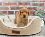 Small #2 Labrador Retriever