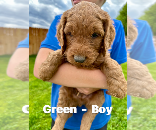 Medium Photo #1 Goldendoodle Puppy For Sale in MONTROSE, CO, USA