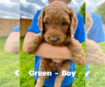 Puppy Puppy 1 Green Goldendoodle