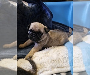 Pug Puppy for sale in ANDOVER, MN, USA