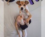 Small #2 Jack Russell Terrier Mix