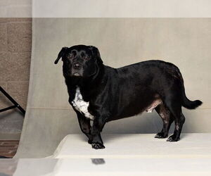 Basset Hound-Unknown Mix Dogs for adoption in Jackson, CA, USA