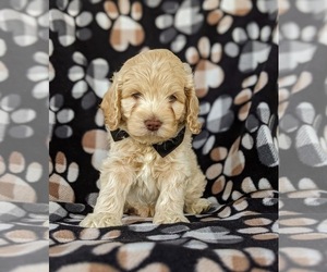 Cocker Spaniel-Poodle (Miniature) Mix Puppy for sale in LINCOLN UNIV, PA, USA