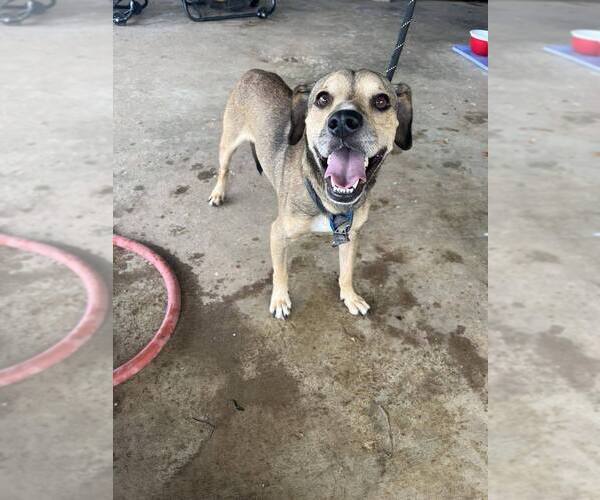 Medium Photo #1 Mutt Puppy For Sale in Abbeville, LA, USA