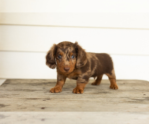 Dachshund Puppy for sale in MILFORD, IN, USA
