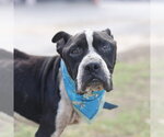 TEX - Male American Staffordshire Terrier-Unknown Mix Dog for Adoption - Small photo