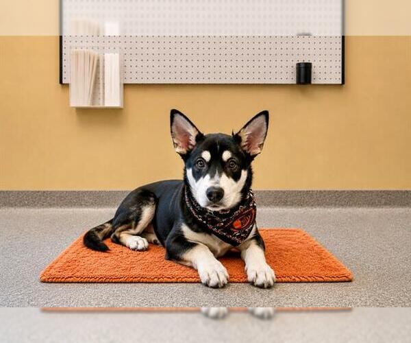 Medium Photo #3 German Shepherd Dog-Unknown Mix Puppy For Sale in Orange, CA, USA
