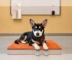 Small #2 German Shepherd Dog Mix