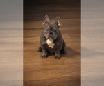 Small Photo #1 French Bulldog Puppy For Sale in VALRICO, FL, USA