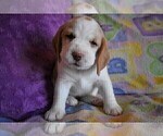 Small Photo #6 Beagle Puppy For Sale in REASNOR, IA, USA