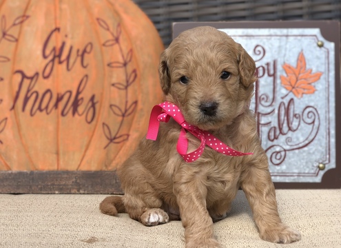 Medium Photo #2 Goldendoodle Puppy For Sale in LEXINGTON, SC, USA