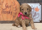 Small Photo #2 Goldendoodle Puppy For Sale in LEXINGTON, SC, USA