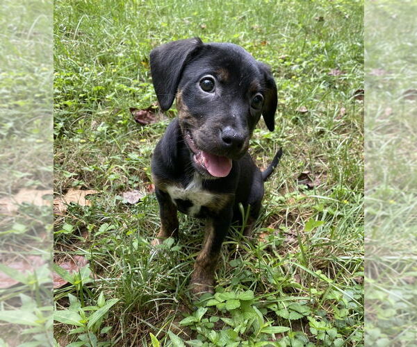 Medium Photo #4 Mutt Puppy For Sale in Mooresville, NC, USA