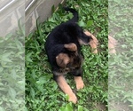 Small Photo #4 German Shepherd Dog Puppy For Sale in BEDFORD, IN, USA