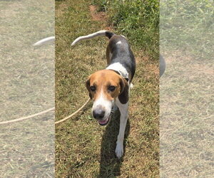 Mitchell: At shelter/Sponsored by Kubota - Male Mutt Dog for Adoption - Photo #4
