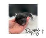 Puppy Poppy Sheepadoodle