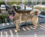 Small #1 Akita-German Shepherd Dog Mix