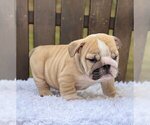 Small #4 Bulldog