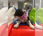 Small #2 Portuguese Water Dog