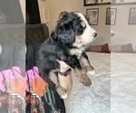 Small #37 Bernedoodle
