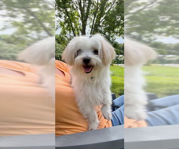 Medium Photo #6 Maltese Puppy For Sale in Weston, FL, USA