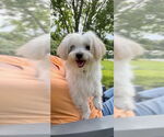 Small #5 Maltese