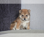 Small Photo #8 Shiba Inu Puppy For Sale in DALLAS, TX, USA