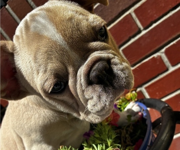 Medium Photo #4 French Bulldog Puppy For Sale in VIRGINIA BEACH, VA, USA