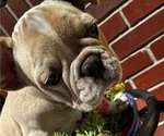 Small #3 French Bulldog