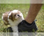 Small Photo #2 Shih Tzu Puppy For Sale in PALM COAST, FL, USA