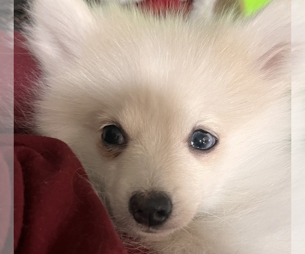 Medium Photo #30 Pomsky Puppy For Sale in GOLDEN VALLEY, AZ, USA