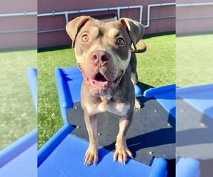American Pit Bull Terrier Dogs for adoption in San Francisco, CA, USA