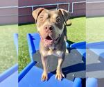 Small American Pit Bull Terrier