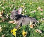 Small #4 French Bulldog