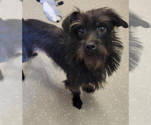 Chihuahua-Unknown Mix Dogs for adoption in Fort Wayne, IN, USA