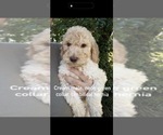 Puppy Cream male Poodle (Standard)