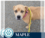 Small #3 Bulldog Mix