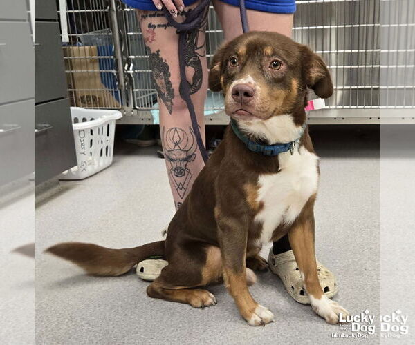 Medium Photo #3 Australian Shepherd-Unknown Mix Puppy For Sale in Washington, DC, USA
