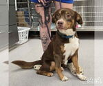 Small #2 Australian Shepherd Mix