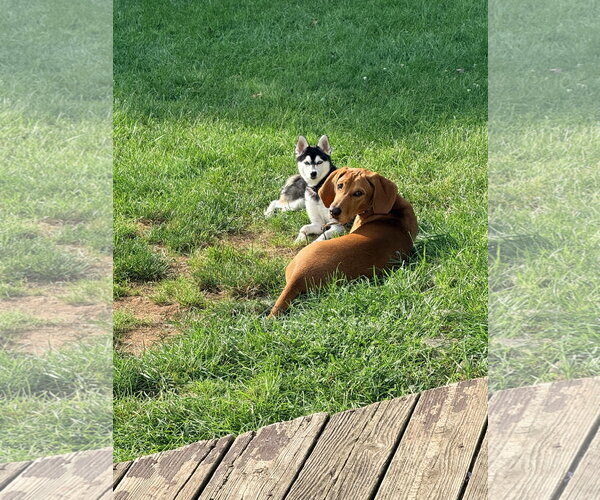 Medium Photo #11 Mutt Puppy For Sale in Rockaway, NJ, USA