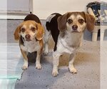 Small #1 Beagle-Chihuahua Mix