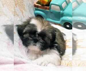Shih Tzu Puppy for sale in O BRIEN, FL, USA