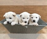 Small Photo #3 Jindo Dog Puppy For Sale in WAVERLY, AL, USA