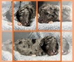 Puppy Draco Goldendoodle